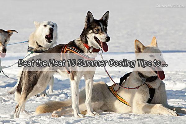 Beat the Heat 10 Summer Cooling Tips to Keep Your Pawsome Pal Cool and Happy